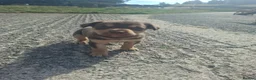 Australian Kelpie dogs for sale: Stunning Farm Breed Kelpies in Colne - Advert 5