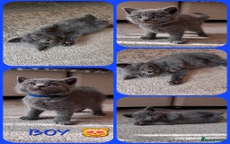 Scottish Fold cats for sale: Scottish Fold kittens  - Image 6