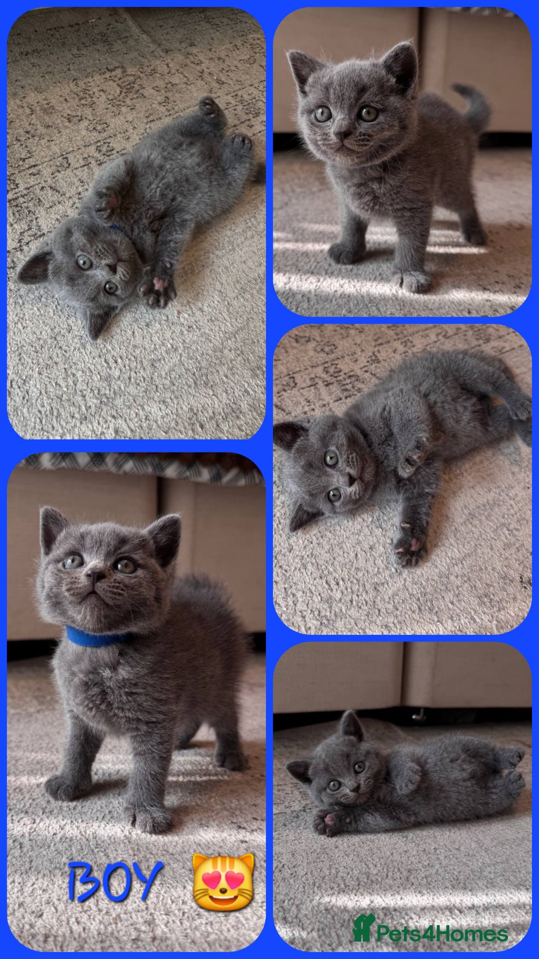 Scottish Fold cats for sale: Scottish Fold kittens  - Image 6