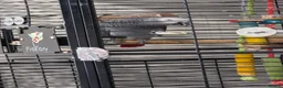 Parrots birds for sale: African grey chatter  - Advert 5