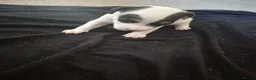 Parson Russell dogs for sale: Adorable Parsons terrier pups - Advert 4
