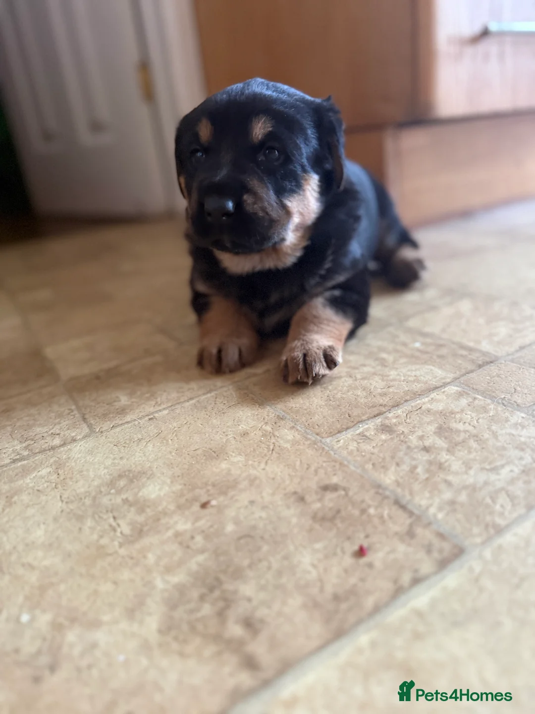 Mixed Breed dogs for sale: The best breed in the world  - Advert 8