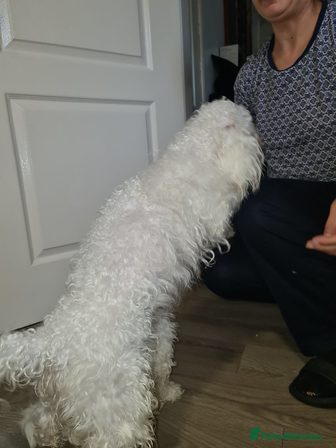Bichon Frise dogs for sale: Very playful Bichon Frise Dog  - Image 7