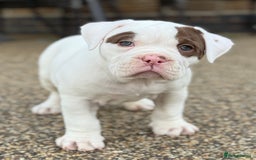 Olde English Bulldogge dogs for sale: Olde English Bulldogge puppies - Image 7