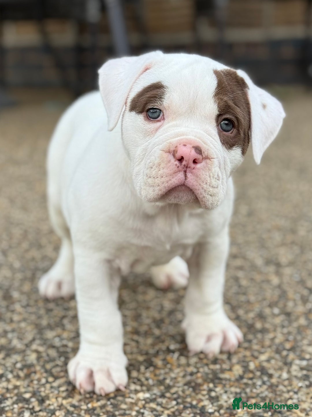 Olde English Bulldogge dogs for sale: Olde English Bulldogge puppies - Image 7