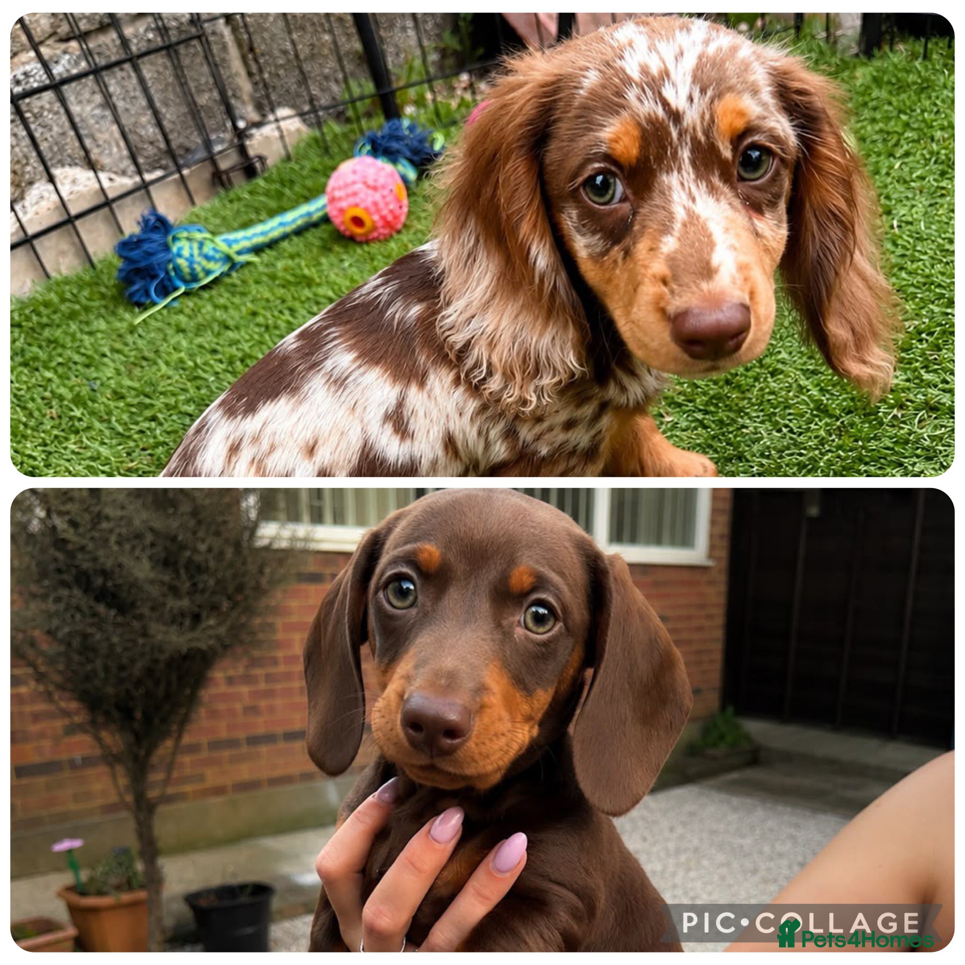 Miniature Dachshund dogs for sale: Miniature KC Daschund  - Advert 3