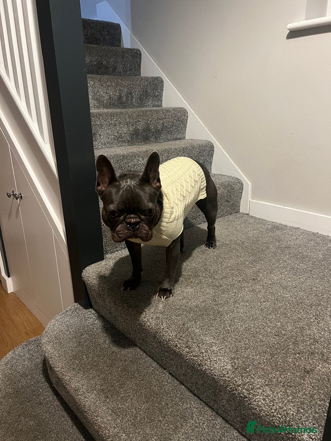 French Bulldog dogs for sale: Pablo, 6 and Hugo, 5  - Advert 10