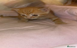 Domestic Shorthair cats for sale: 2 gorgeous kitten for sale  - Image 1