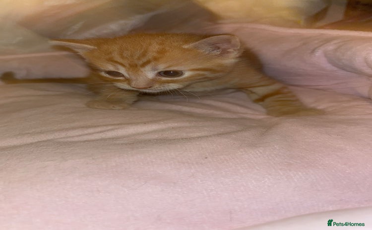 Domestic Shorthair cats - Advert 5