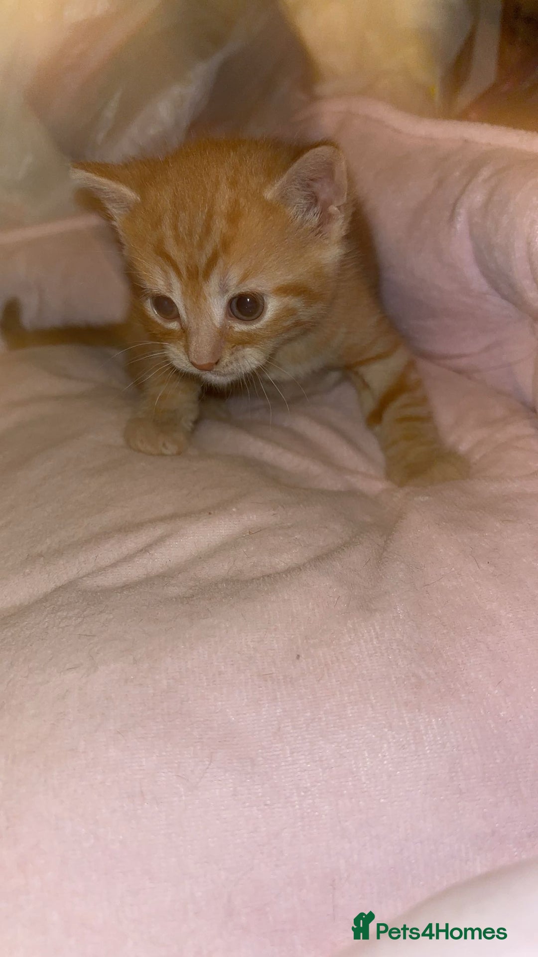 Domestic Shorthair cats for sale: 2 gorgeous kitten for sale  - Image 1