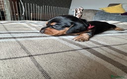 Miniature Dachshund dogs for sale: 🐾 Miniature Dachshund Puppies for Sale 🐾 - Image 9