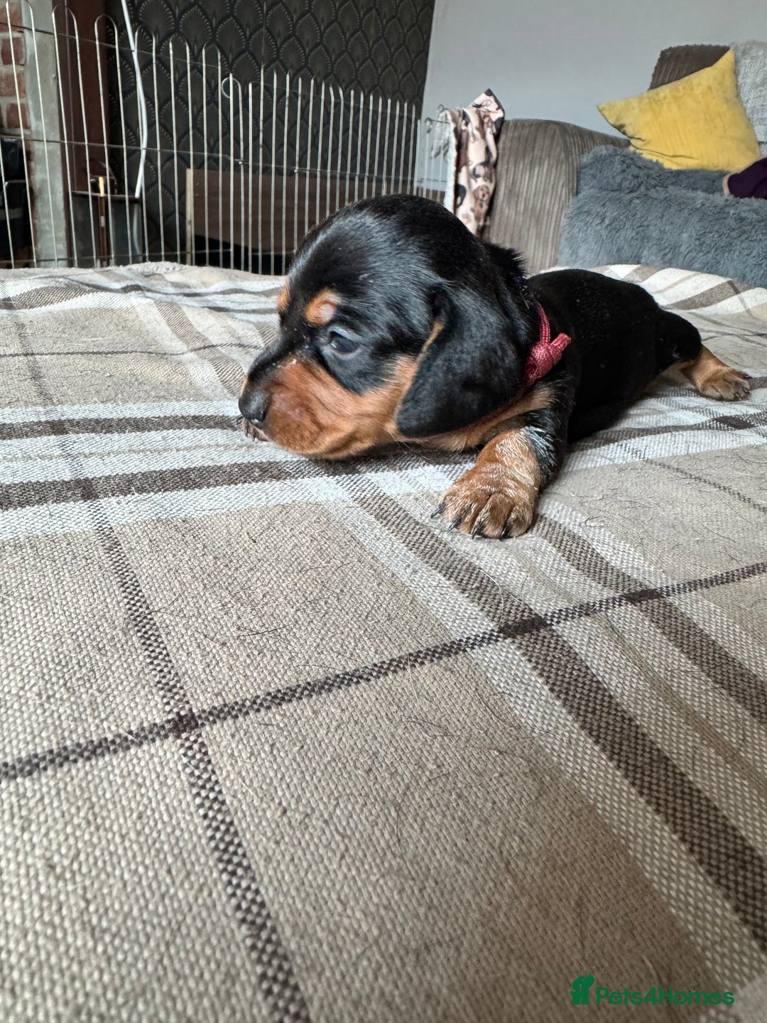 Miniature Dachshund dogs for sale: 🐾 Miniature Dachshund Puppies for Sale 🐾 - Image 9