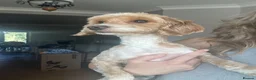 Cockapoo dogs for sale: Pickle and poncho - Advert 4