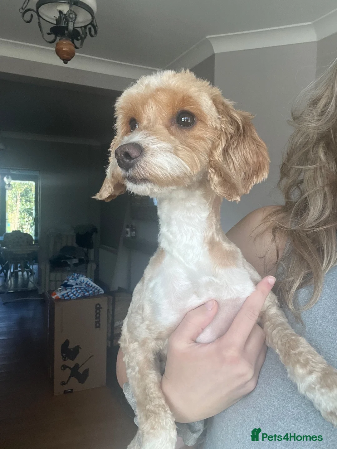 Cockapoo dogs for sale: Pickle and poncho - Advert 4