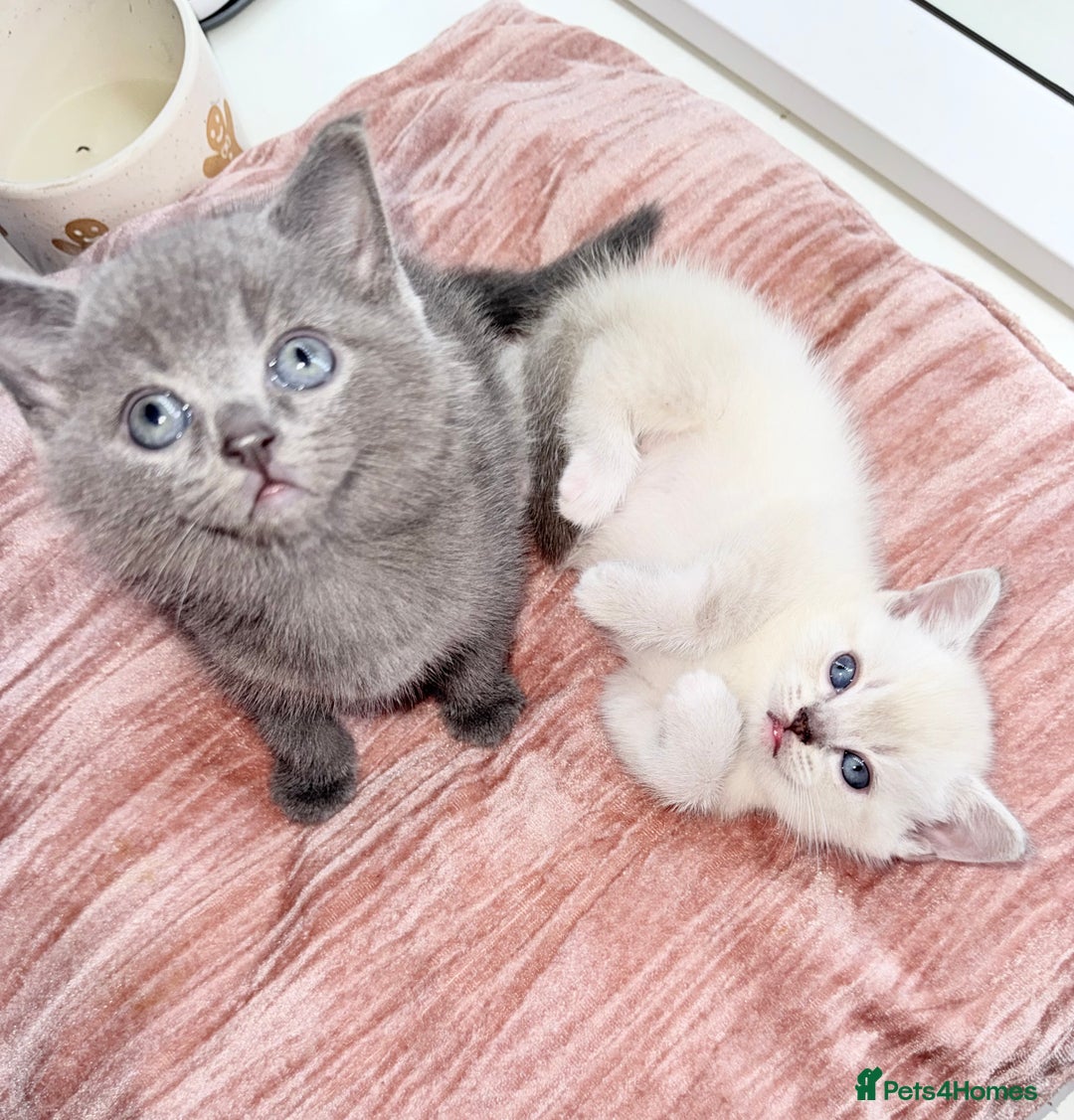 British Shorthair cats for sale: Beautiful Grey & White Kittens🐱💕 - Image 1