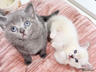 British Shorthair cats for sale - Advert 1
