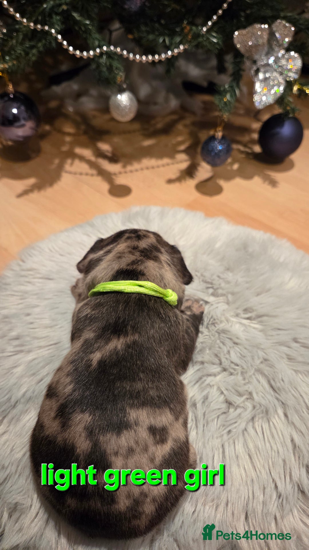 French Bulldog dogs for sale: Adorable French Bulldog puppies  - Advert 4