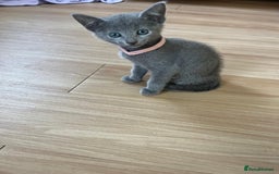 Russian Blue cats for sale: Pure Breed Russian Blue TICA registered  - Image 9