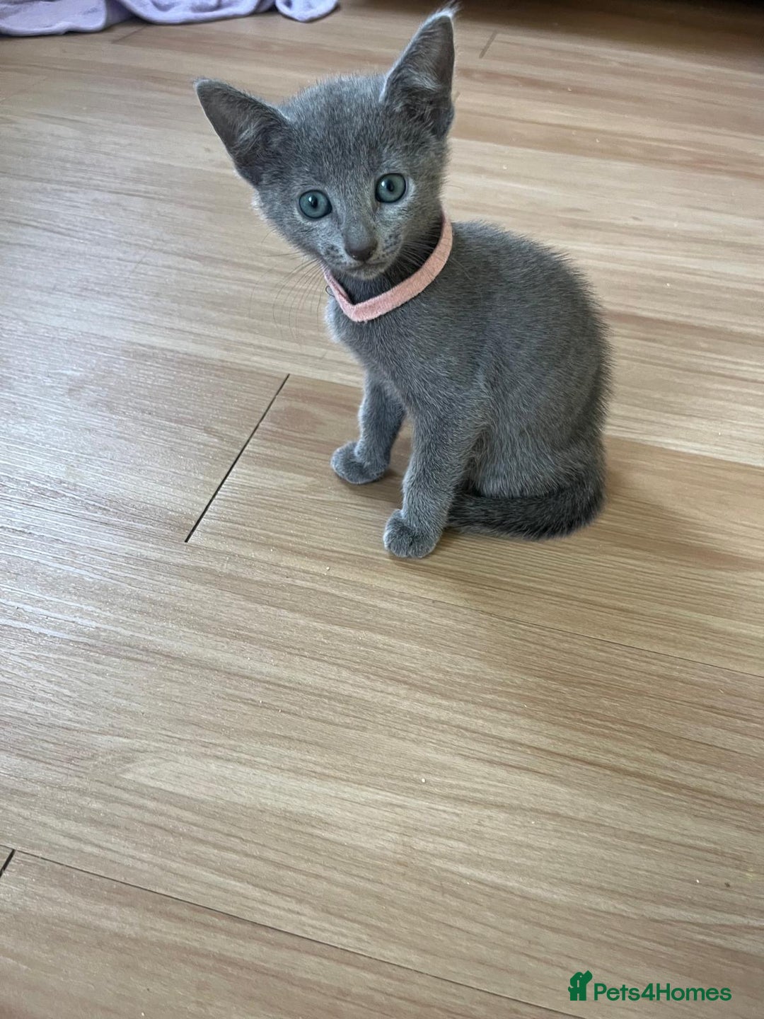Russian Blue cats for sale: Pure Breed Russian Blue TICA registered  - Image 9