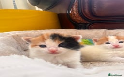 Mixed Breed cats for sale: long haired calico kittens  - Image 2