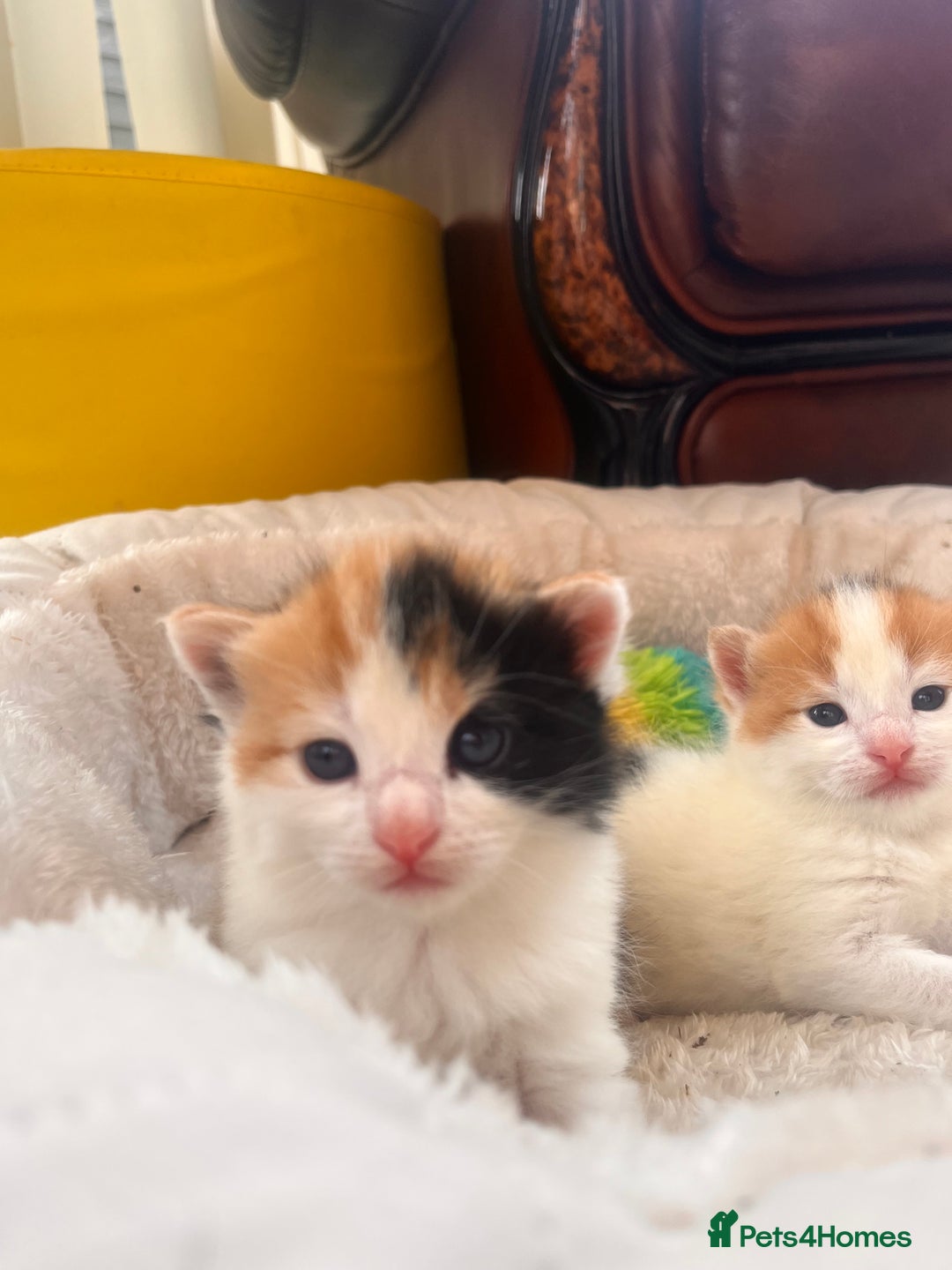 Mixed Breed cats for sale: long haired calico kittens  - Image 2
