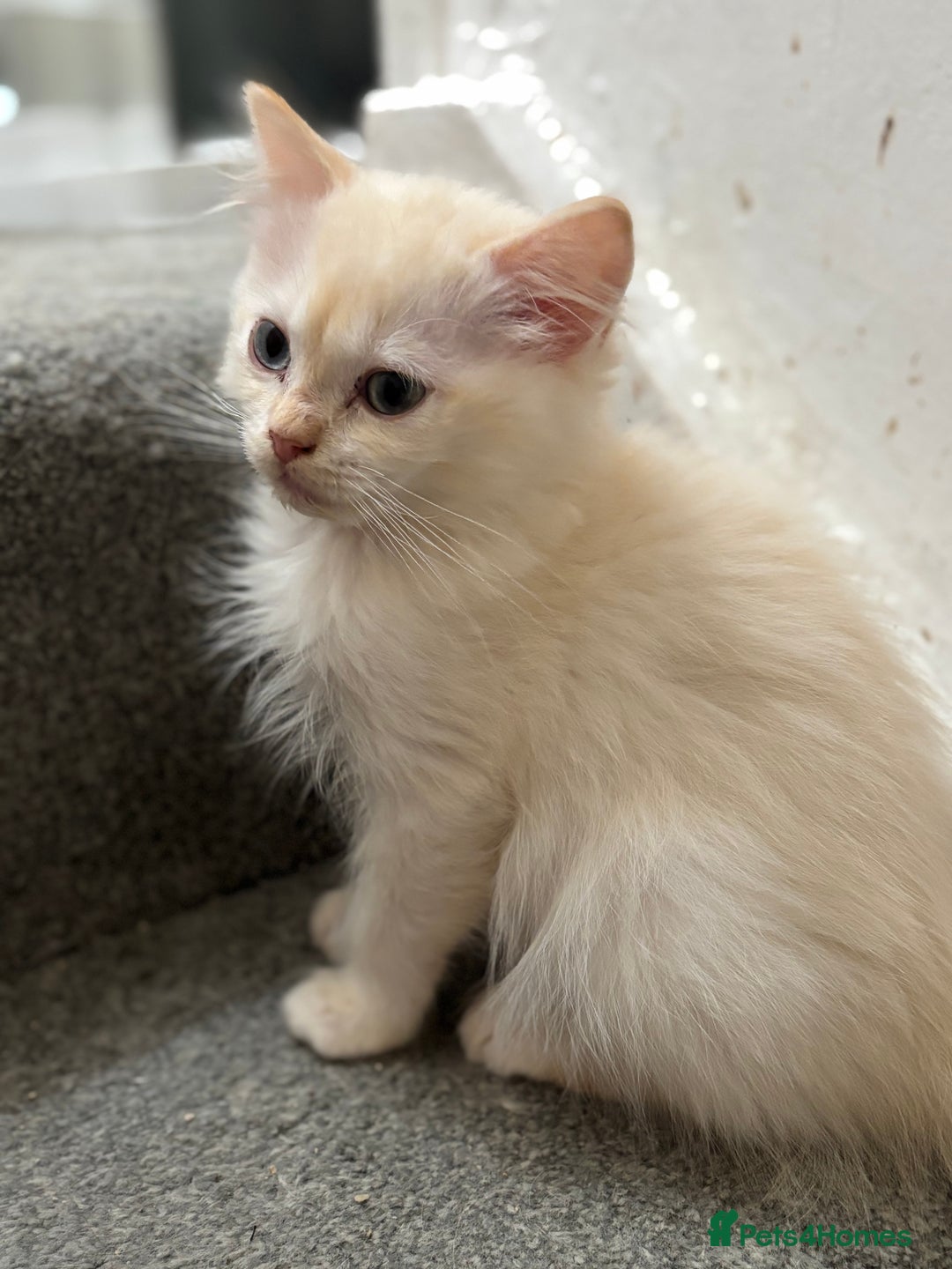 Ragdoll cats for sale: TICA red tabby point mink cherubim - Advert 1