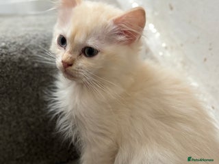 Ragdoll cats TICA red tabby point mink cherubim - Advert 3