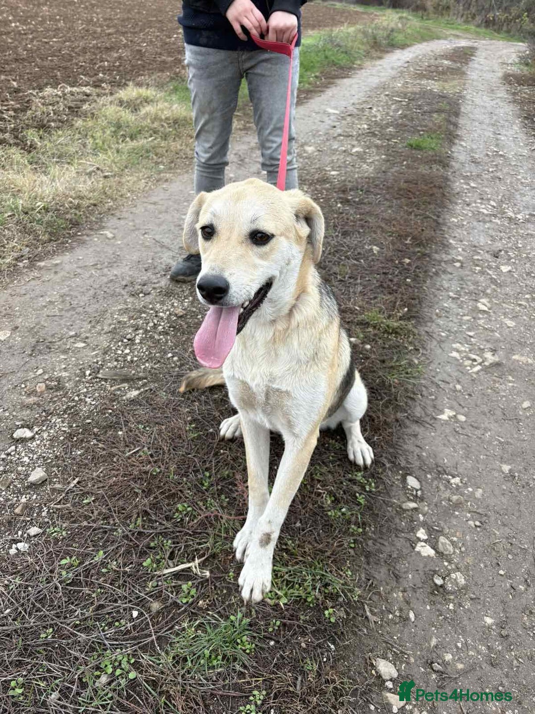 Mixed Breed dogs for adoption: Clara, 1.5 yrs approx. Available for adoption. - Advert 9