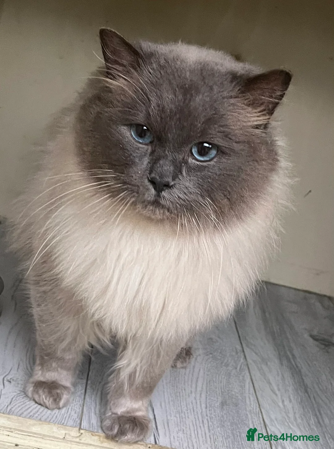 Ragdoll cats for stud: TICA/GCCF Active The famous ROMEO Blue Point STUD! in Tipton - Advert 1