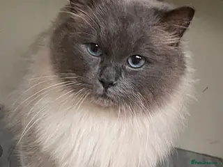 Ragdoll cats TICA/GCCF Active The famous ROMEO Blue Point STUD! in Tipton - Advert 12