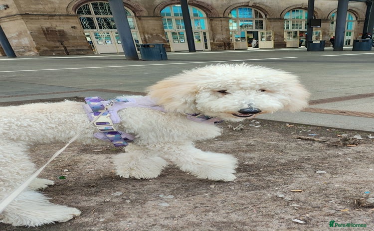 Standard Poodle dogs - Advert 8