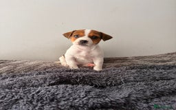 Jack Russell dogs for sale: Smooth haired small Jack Russel pups - Image 3