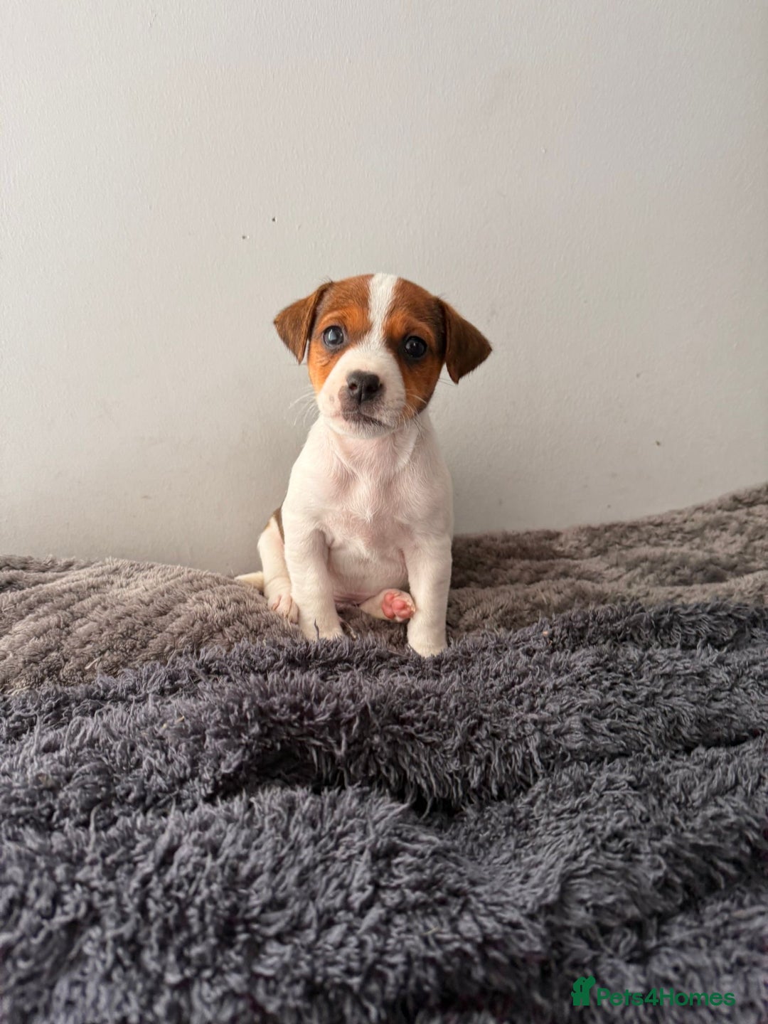 Jack Russell dogs for sale: Smooth haired small Jack Russel pups - Image 3