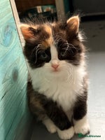 Persian cats Perfect little 3/4 Persian kittens 🐱 - Advert 2