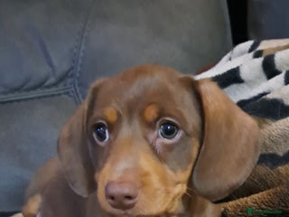 Miniature Dachshund dogs Miniature dachshund - Advert 5