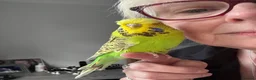 Budgerigars birds for sale: Super Tame Stunning Female Exhibition Budgie  - Advert 6
