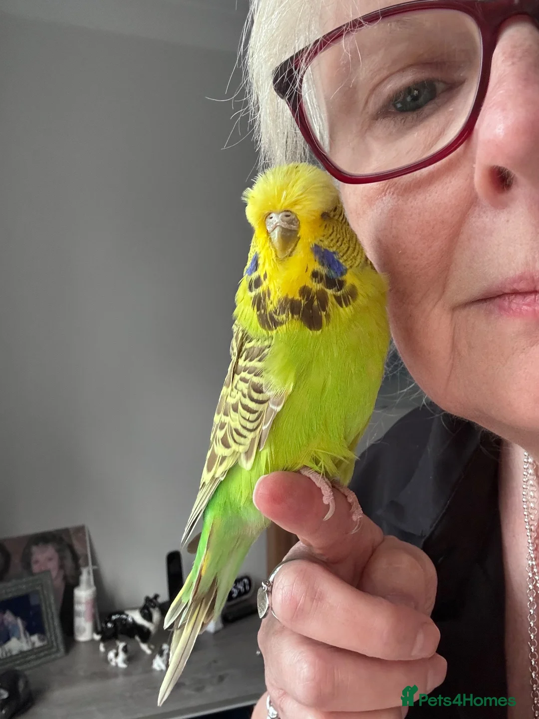 Budgerigars birds for sale: Super Tame Stunning Female Exhibition Budgie  - Advert 6