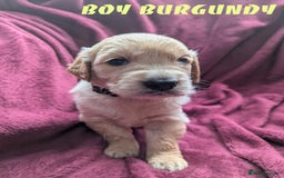 Golden Retriever dogs for sale: Stunning pure-breed Golden Retriever puppies - Image 5