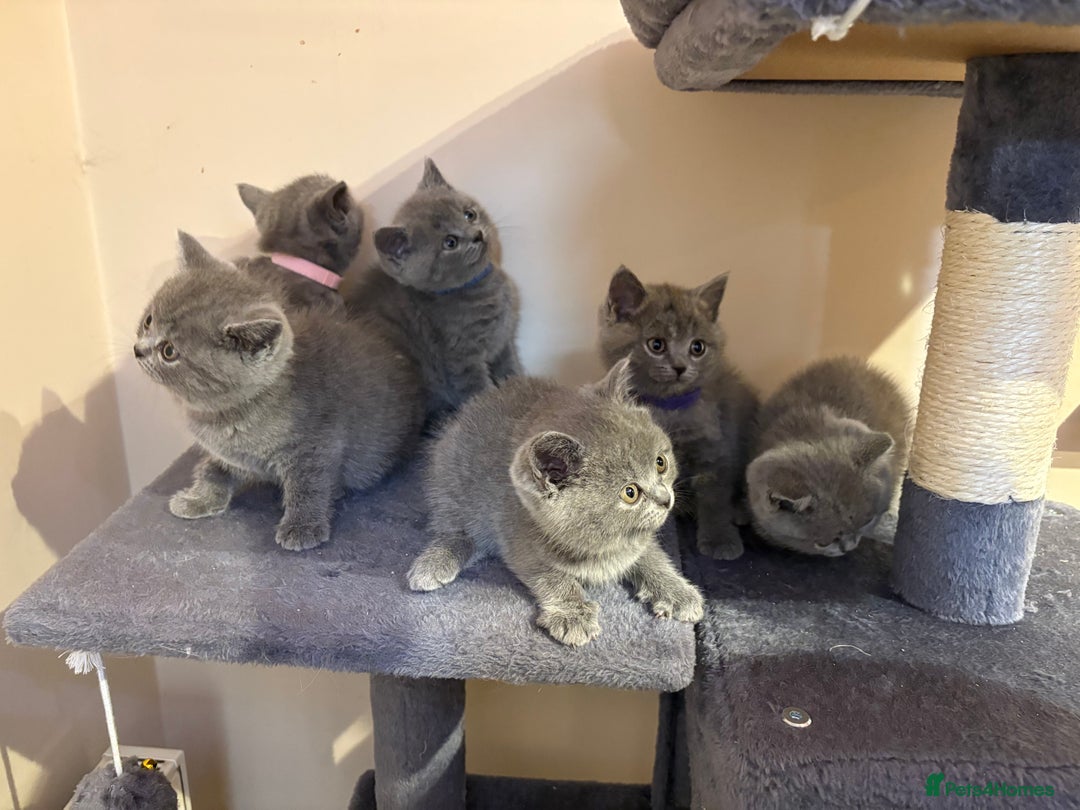 British Shorthair cats for sale: Adorable British Shorthair Kittens For Sale  - Advert 1
