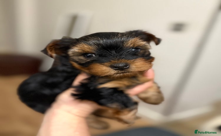 Yorkshire Terrier dogs - Advert 15