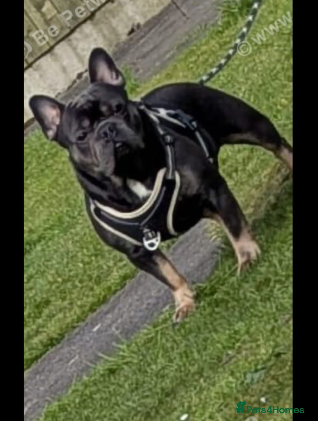 French Bulldog dogs Lennie French bulldog quick sale  - Advert 10