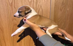 Whippet dogs for sale: 4 KC registered Whippet boys  - Image 12