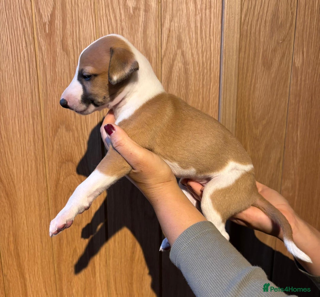 Whippet dogs for sale: 4 KC registered Whippet boys  - Image 12