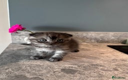 British Shorthair cats for sale: 🐾✨ READY for Their Forever Home ✨🐾 - Image 15