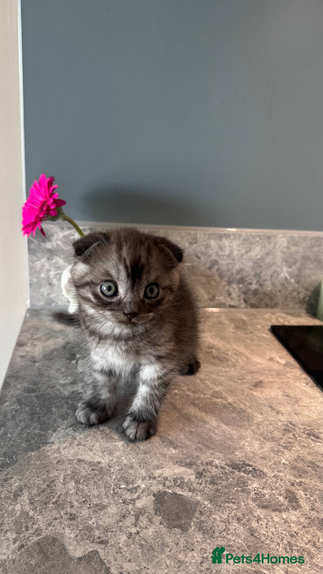 British Shorthair cats for sale: 🐾✨ READY for Their Forever Home ✨🐾 - Image 15
