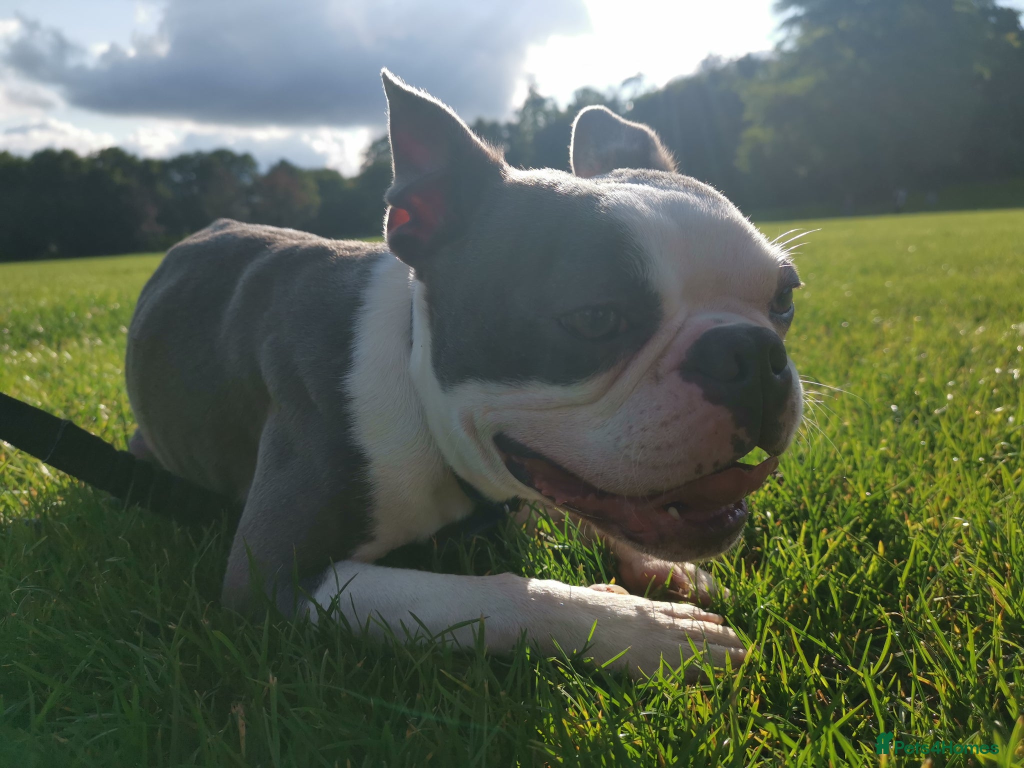 Boston Terrier dogs Boston Terrier Stud - Advert 3