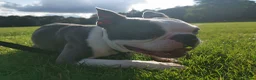 Boston Terrier dogs for stud: Boston Terrier Stud in Fleet - Advert 1