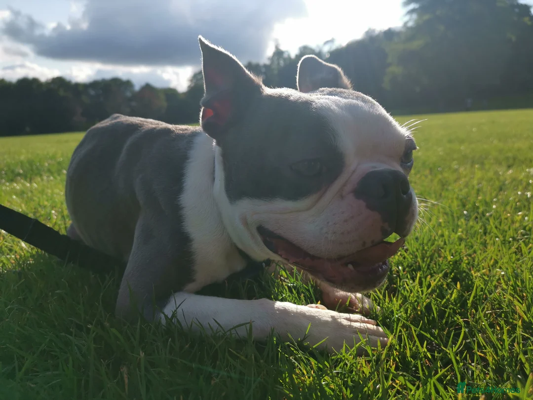 Boston Terrier dogs for stud: Boston Terrier Stud in Fleet - Advert 1