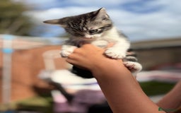 Domestic Shorthair cats for sale: 5 Beautiful kittens ready to leave  - Image 7