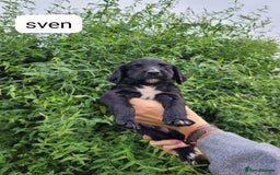 Sprocker dogs for sale: F1 sprockers 4 boys 3 girls - Image 16
